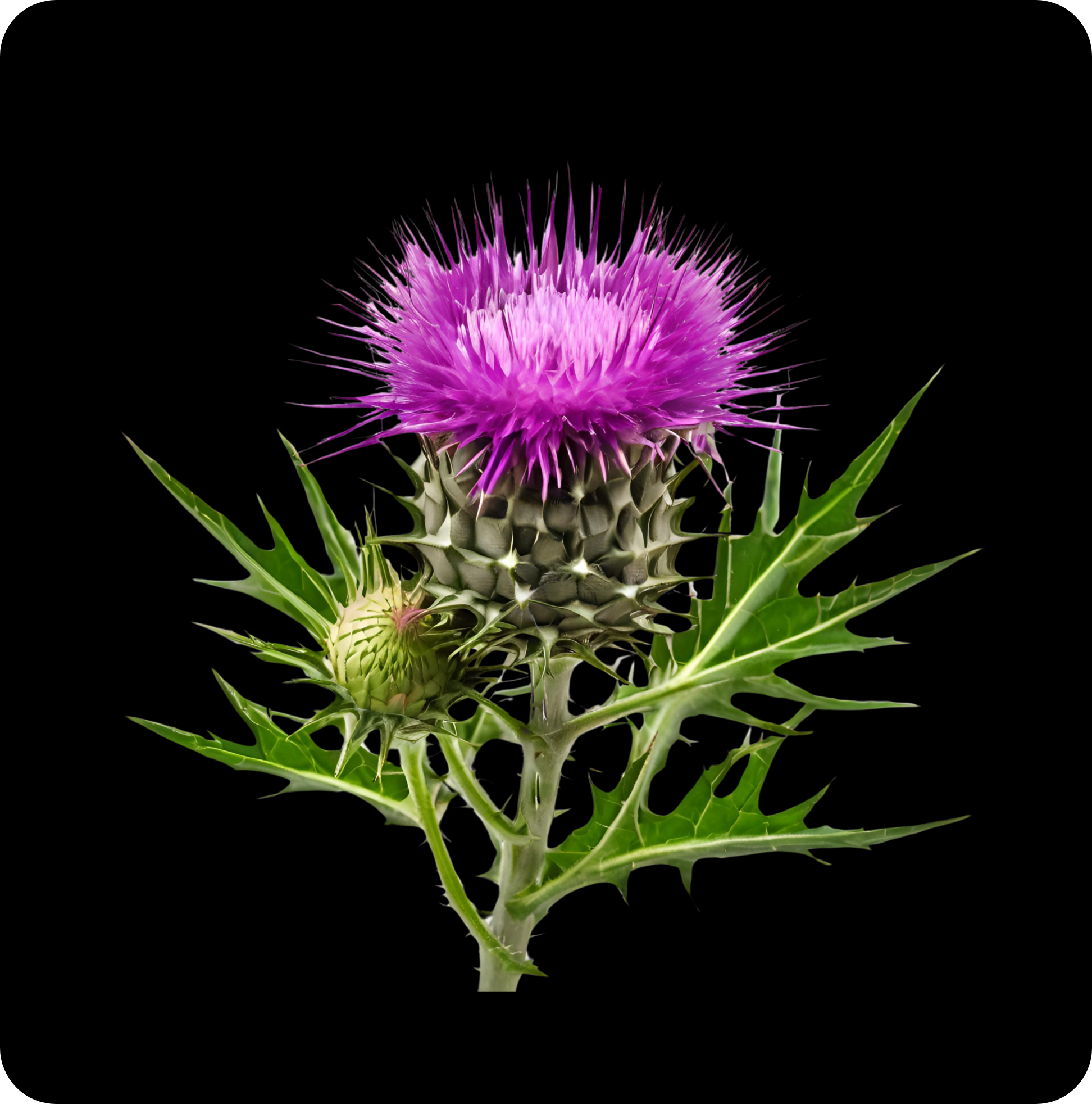 Milk Thistle Seed Extract