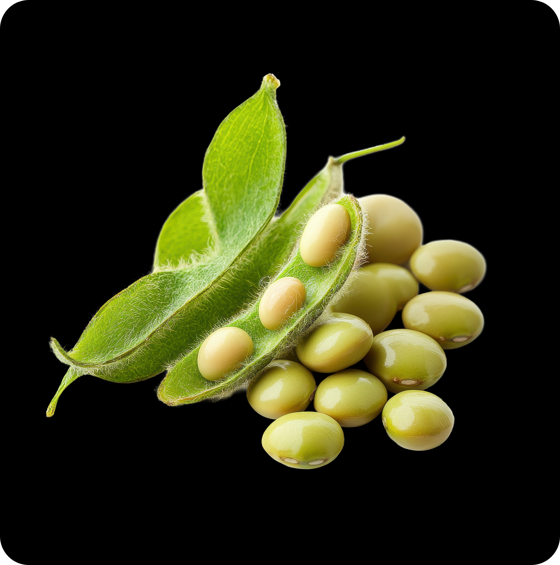 Soy Isoflavones