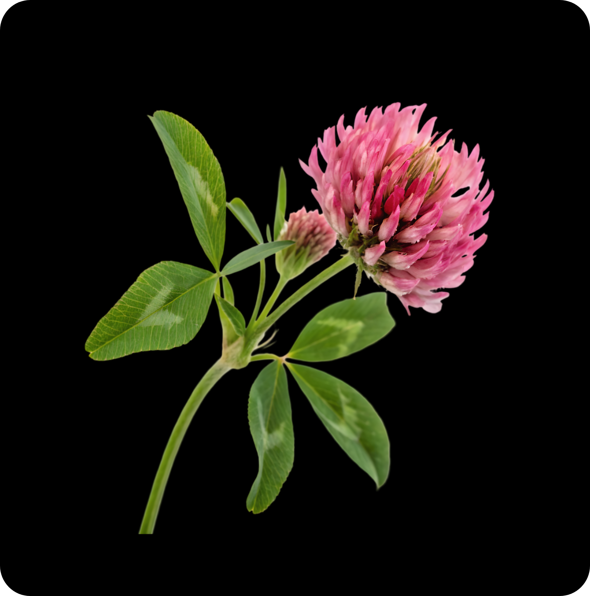Red Clover Flower Powder