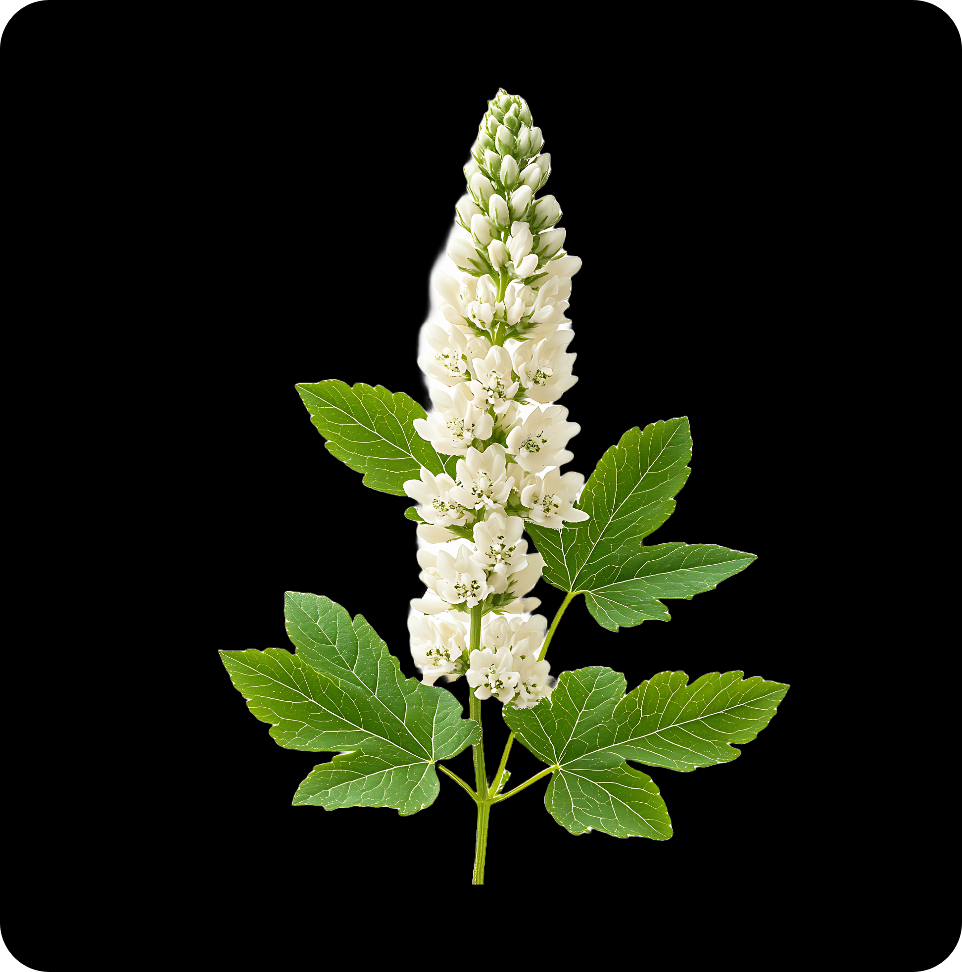 Black Cohosh Root