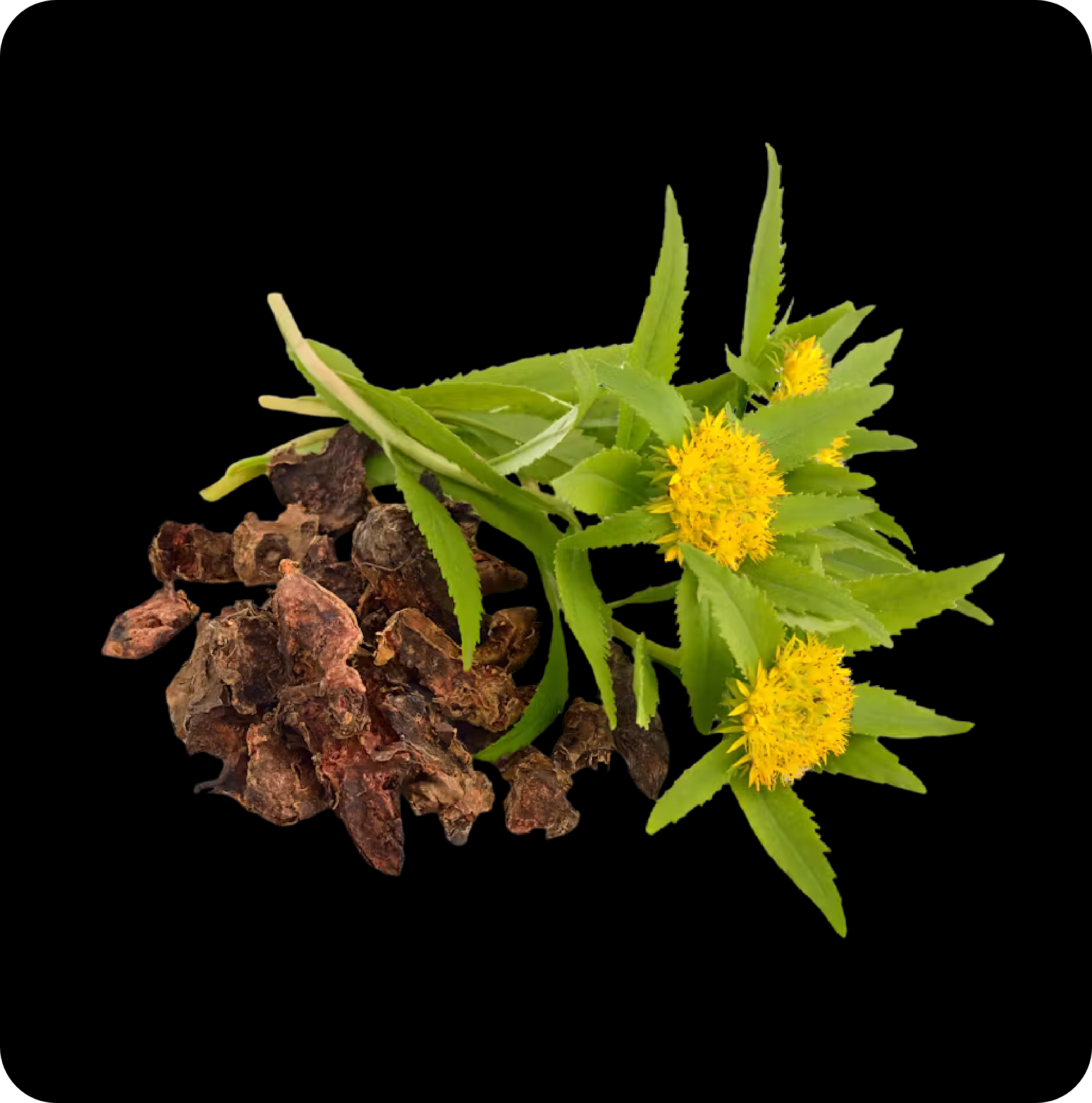 Rhodiola Rosea Root