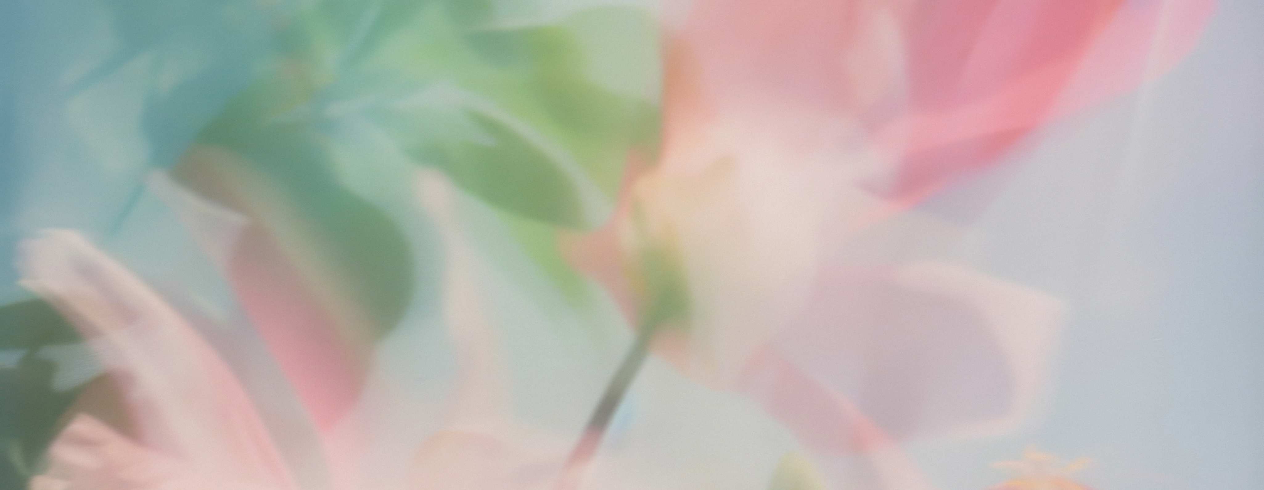 ingredient-banner.png